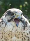 Bettelschreie: Ein Falke verlangt nach seinen Kcken.