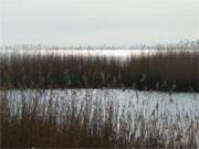 Lebensraum Schilfgrtel: Die Achterwasserkste Usedoms ist ein schtzenswertes Biotop.
