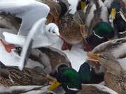 Nach langen Frostwochen kann man die Enten in Zempin mit den Hnden ergreifen.