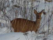Groe Verluste: Die Wildtiere haben sehr unter dem strengen Winter gelitten.