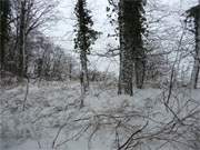 Tief verschneit liegt der Wald an Usedoms Ostseekste zwischen ckeritz und Bansin.