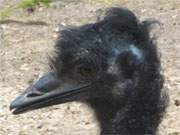 Anderes Klima gewhnt: Ein Emu im Wolgaster Tierpark.