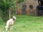 Neugierig kommen die Schafe an den Zaun dieses Hofes in Grke heran.