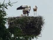 Das Haffland der Insel Usedom: Storchenjunge im Nest in Grke.