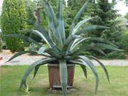 Prachtstck: Eine groe Aloe in einem Garten in Mlschow.