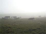 Nebel am Achterwasser: Rinder auf dem Loddiner Hft.