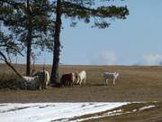 Sonne genieen: Nahe Neppermin erwarten Rinder das Ende des Winters.