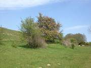 Obstbaum auf dem Mwenort, der Sdspitze der Halbinsel Gnitz.
