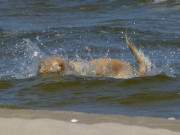 Badespa auch fr Vierbeiner: Hund im Ostseewasser.