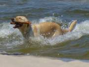 Stckchen gefunden: Hund strmt aus den Wellen.