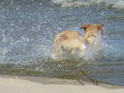 Ostseestrand von Zinnowitz: Hund strzt sich ins Wasser.