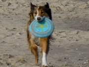 Spa am Usedomer Ostseestrand: Hund mit Frisbee bei ckeritz.
