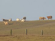 Abendsonne: Rinder auf der Usedomer Halbinsel Loddiner Hft.
