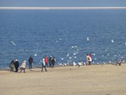 Schwne fttern: Besucher auf dem Strand von Swinemnde.