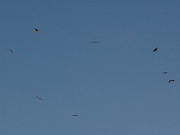 Zeitweise 13 Seeadler bevlkern den Himmel ber dem Hft.