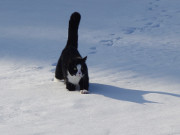 Fortbewegung fllt schwer: Immer wieder bricht Igor in den hohen Schnee ein.
