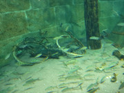 Belehrung berall: Mll im Aquarium.